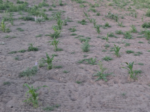 Dryland Hopi Corn 2025