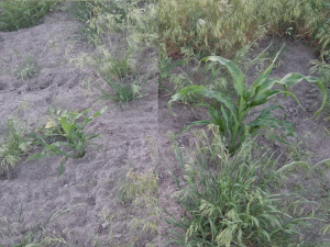 Dryland Hopi Corn 2025