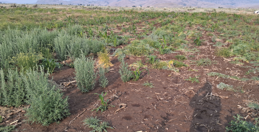 Field 2 / June 23 2025