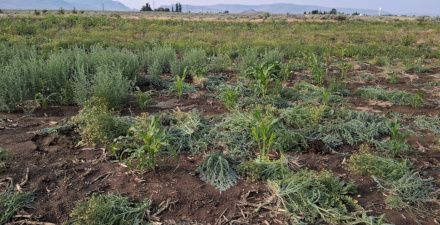 Field 2 / June 23 2025