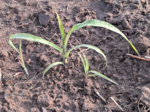 Gaolian Voskovidnyj Sorghum / 2025