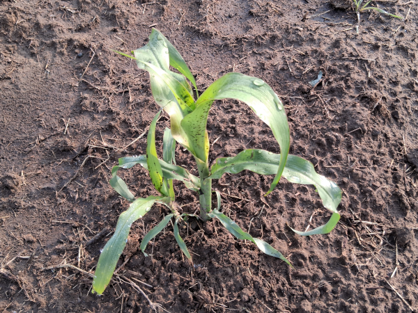 Gaolian Voskovidnyj Sorghum / 2025