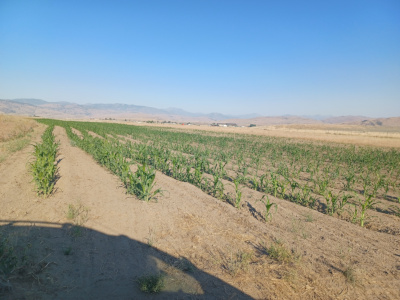 Hopi Blue Corn / 2024