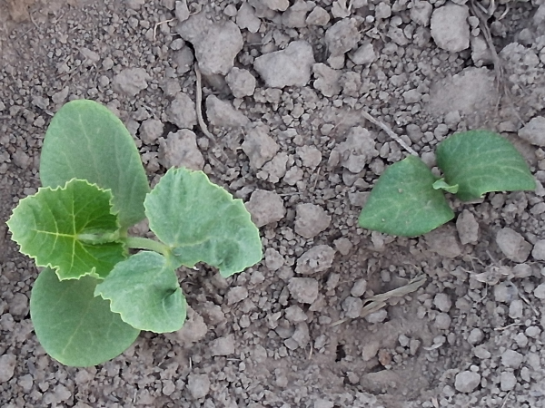 Hopi Grey Squash 2025