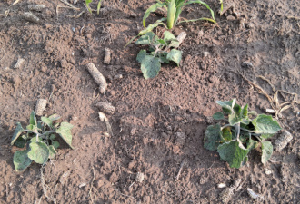 Physalis peruviana Volunteer / 2025